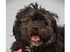 Adopt MCKAY a Poodle, Mixed Breed