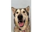 Adopt ROUGE a Husky, Mixed Breed