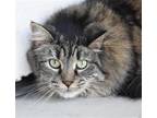 Adopt TABBY a Domestic Long Hair