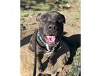 Adopt Babe a Pit Bull Terrier, Mixed Breed