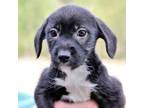Adopt CT Sable a Terrier, Black Labrador Retriever