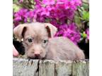 Adopt CT Tawny avail June 8 (Ellington Farmers Market- Ellington, CT) a Terrier