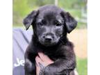 Adopt CT Faye a Labrador Retriever
