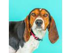 Adopt Louise a Treeing Walker Coonhound