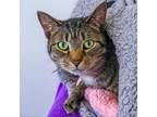 Adopt Nubbie (Bonded with Percy) a Domestic Short Hair