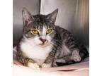 Adopt Katrina a Domestic Short Hair