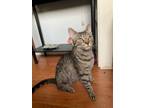 Adopt Piper, Willow Grove Area, (FCID 04/12/2024-102) a Tabby