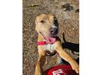 Adopt SNICKERS a Mixed Breed