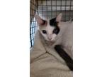 Adopt VENUS a Domestic Short Hair