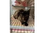 Adopt STELLA a Domestic Short Hair