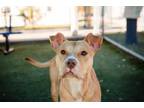 Adopt TENNESSEE a Pit Bull Terrier
