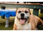 Adopt SOPHIA a Pit Bull Terrier, Mixed Breed