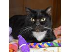 Adopt Daphne a Domestic Short Hair