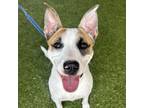 Adopt Bailey a Cattle Dog, Boxer
