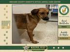 Adopt Cindy Lou a Mixed Breed