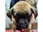 Adopt Lucy2_1 a Mixed Breed