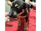 Adopt Chick Fil-A a Mixed Breed