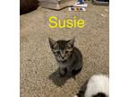 Adopt SUSIE a Domestic Short Hair