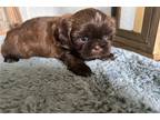 Shih Tzu Puppy for sale in Joplin, MO, USA