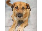 Adopt Sweetie 9932 a Mixed Breed