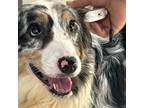 Adopt Tide 7801 a Australian Shepherd