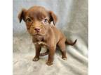 Adopt Willow 20520 a Spaniel, Mixed Breed