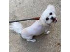 Adopt Peaches 20542 a Shih Tzu, Mixed Breed