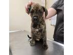 Adopt Quadry 20457 a Mastiff, Mixed Breed