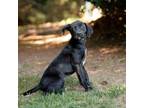 Adopt Questa 20459 a Mastiff, Mixed Breed