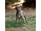 Adopt Quimby 20455 a Mastiff, Mixed Breed
