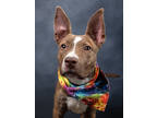 Adopt Iconn a Mixed Breed