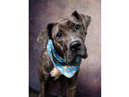 Adopt Lois Griffin a Great Dane, Mixed Breed