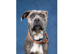 Adopt Elsie a Pit Bull Terrier, Mixed Breed