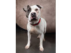 Adopt Saphira a Pit Bull Terrier, Mixed Breed