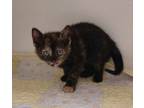 Adopt Pickle (FTF) a Domestic Short Hair