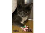 Adopt Lady Grey a Domestic Short Hair