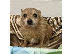 Adopt Martini a Yorkshire Terrier, Mixed Breed