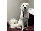 Adopt Winnie a Great Pyrenees, Mixed Breed