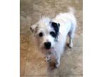 Adopt Sophie a Parson Russell Terrier, Mixed Breed