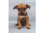 Adopt Kimmy a Black Mouth Cur, Mixed Breed
