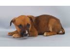 Adopt Kat a Black Mouth Cur, Mixed Breed