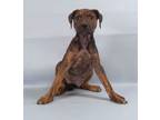 Adopt Izzy a Boxer, Labrador Retriever