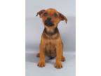 Adopt Karla a Black Mouth Cur, Mixed Breed
