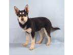 Adopt Gabby a Husky, Mixed Breed