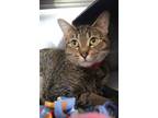 Adopt Meepers a Domestic Short Hair