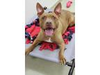 Adopt Nala a Pit Bull Terrier, Mixed Breed