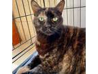 Adopt Camille a Domestic Short Hair