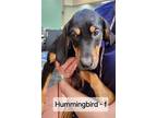 Adopt Hummingbird a Bloodhound, Doberman Pinscher