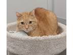 Adopt Tina (front declawed) a Domestic Short Hair