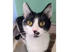 Adopt Catherine a Domestic Short Hair